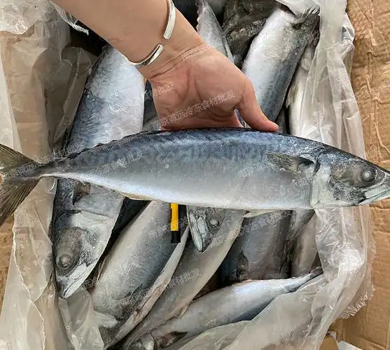 20斤约16条新鲜冷冻大号青条鱼青占鱼青花鱼海鲜水产海水鱼类京津冀