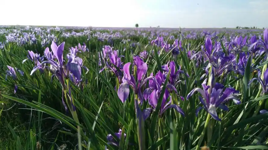 陶利河源头两万亩马兰花赏花风景区