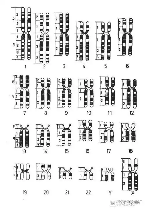 显带染色体核型一