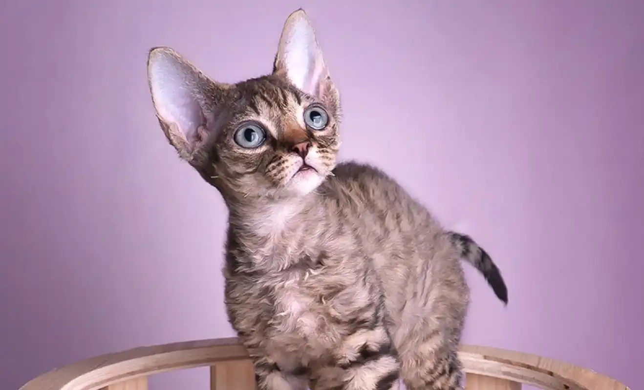 德文卷毛猫什么颜色最贵?