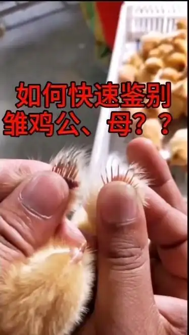 教你雏鸡分辨公母母鸡主羽比副羽长公鸡主羽比副羽短或等长你学会了吗