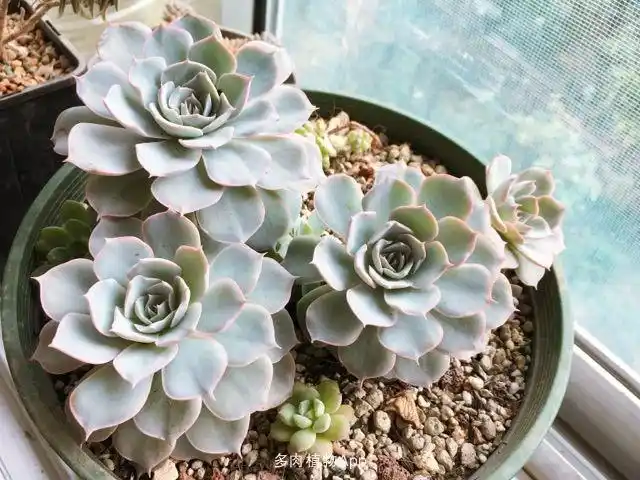 长成泰迪熊的滇石莲我也是醉了