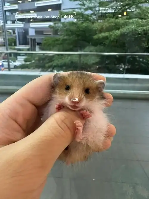 虎纹长毛金丝熊06rm25