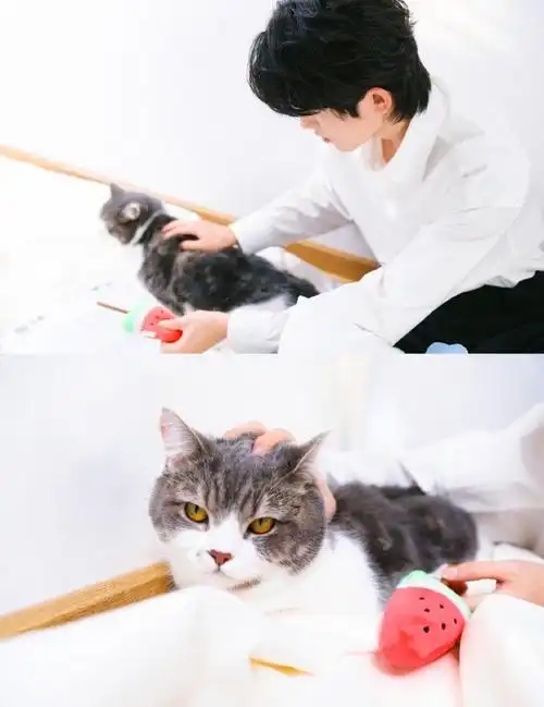 宋亚轩撸猫九宫格