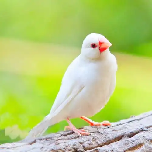 特色驼色文鸟活体幼鸟银色文鸟活体鸟宠物鸟文鸟观赏鸟灰文鸟活体