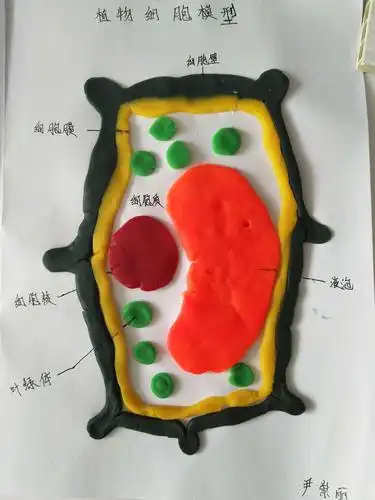 细胞模型――2021届3班4班