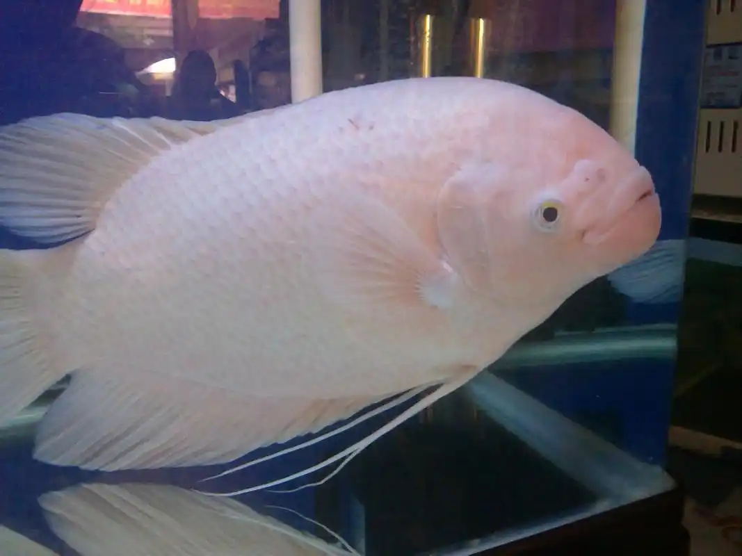 招财鱼的寓意非常好,它的寿命有多长呢?应该怎么养?