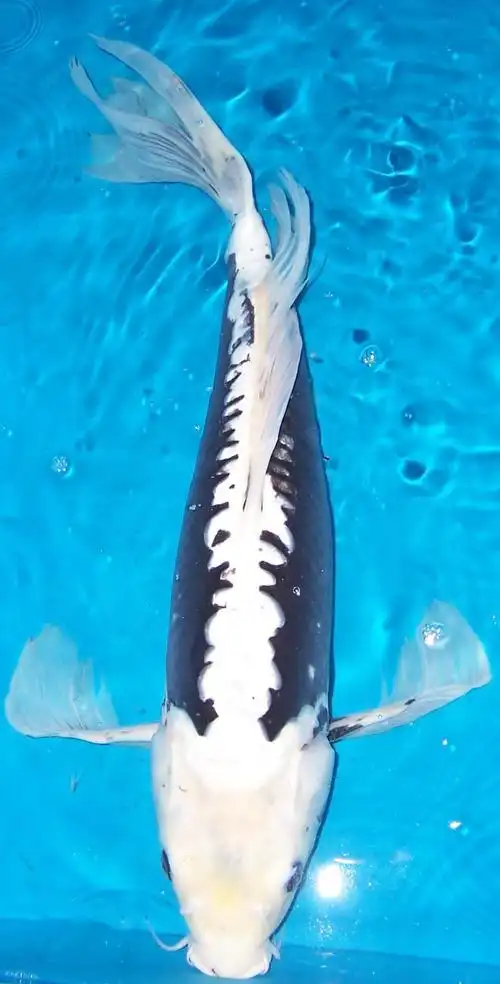 九纹龙锦鲤图片 九纹龙锦鲤鱼图片 观赏鱼图片