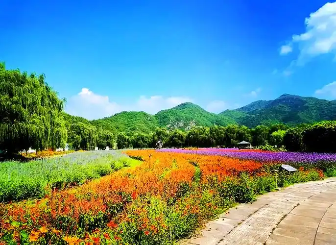 94密云人间花海,拍照遛娃好去处98