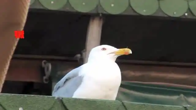 海鸥突然仰天大笑