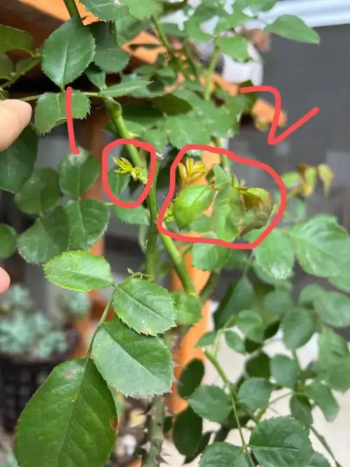 月季求助应该抹哪个芽