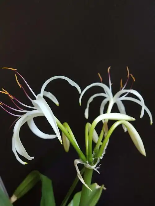 2019年我的文珠兰第一次开花