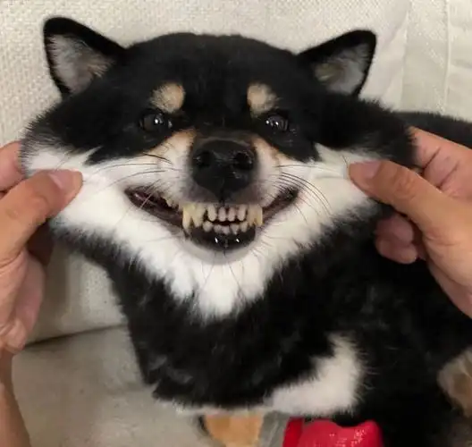 平民养柴需要准备多少钱?_柴犬