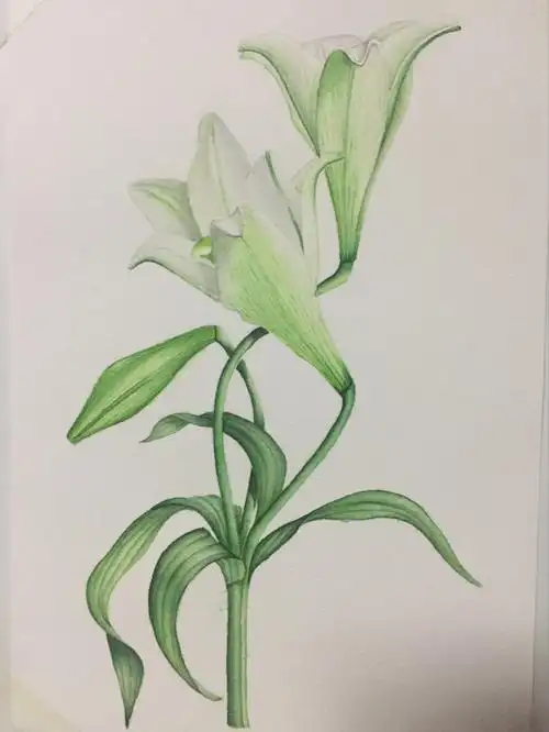 水彩花卉香水百合附步骤图
