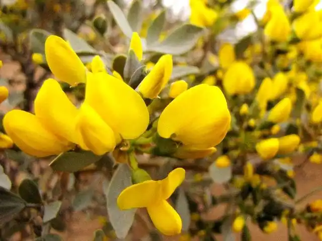 国家重点保护野生植物沙冬青