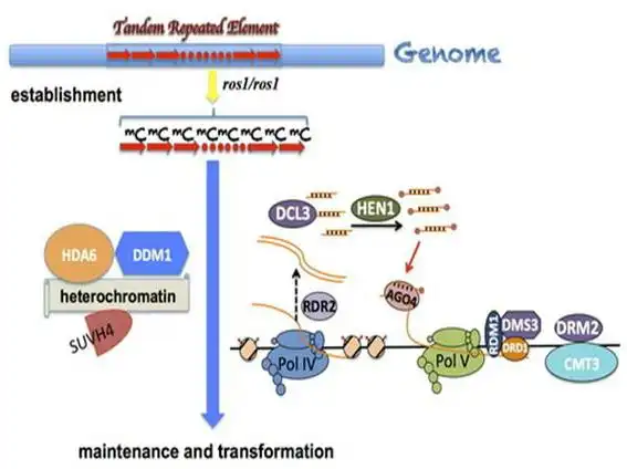 p data-id="gn18y94h40"> b>等位遗传: /b>等位基因位于各自染色体上
