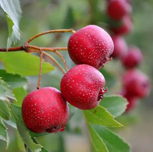 山楂的图片,山楂图片大全_中华康网