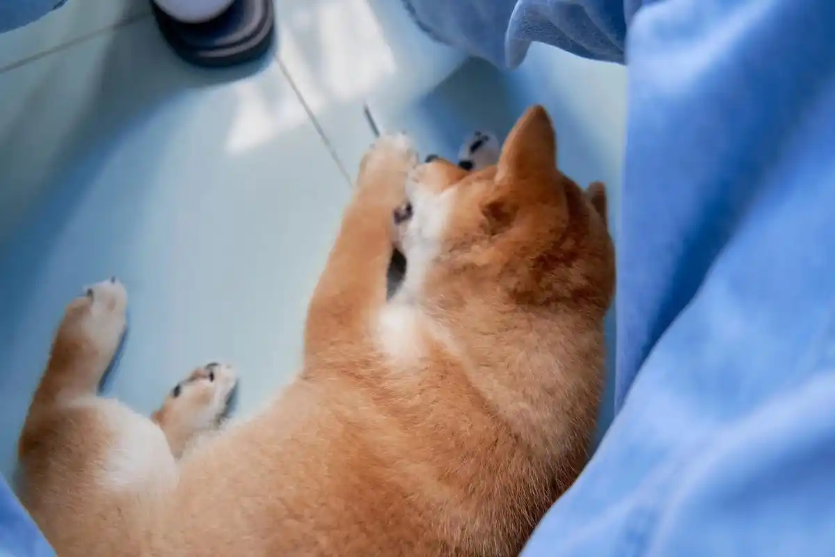 创作灵感 孤独难过的解解闷来看微笑小狗吧#柴犬 #萌宠出道 - 抖音