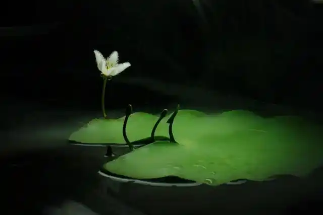 颜值高给点水就开花,摆在客厅意境足,一叶莲就是如此