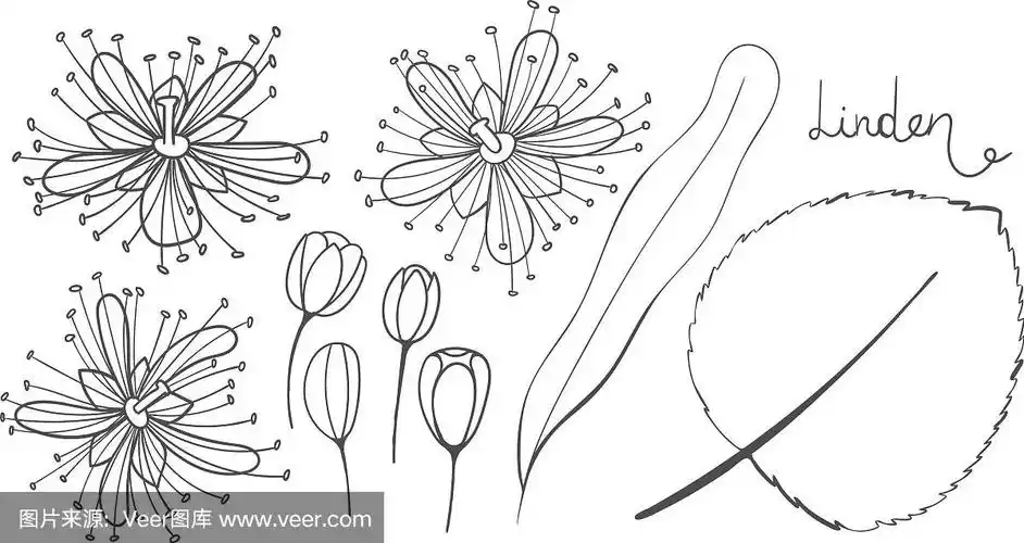 一套菩提树孤立元素的素描轮廓
