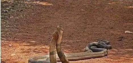 蛇王眼镜王蛇, 不仅欺负蟒蛇, 交配遭拒后甚至六亲不认!