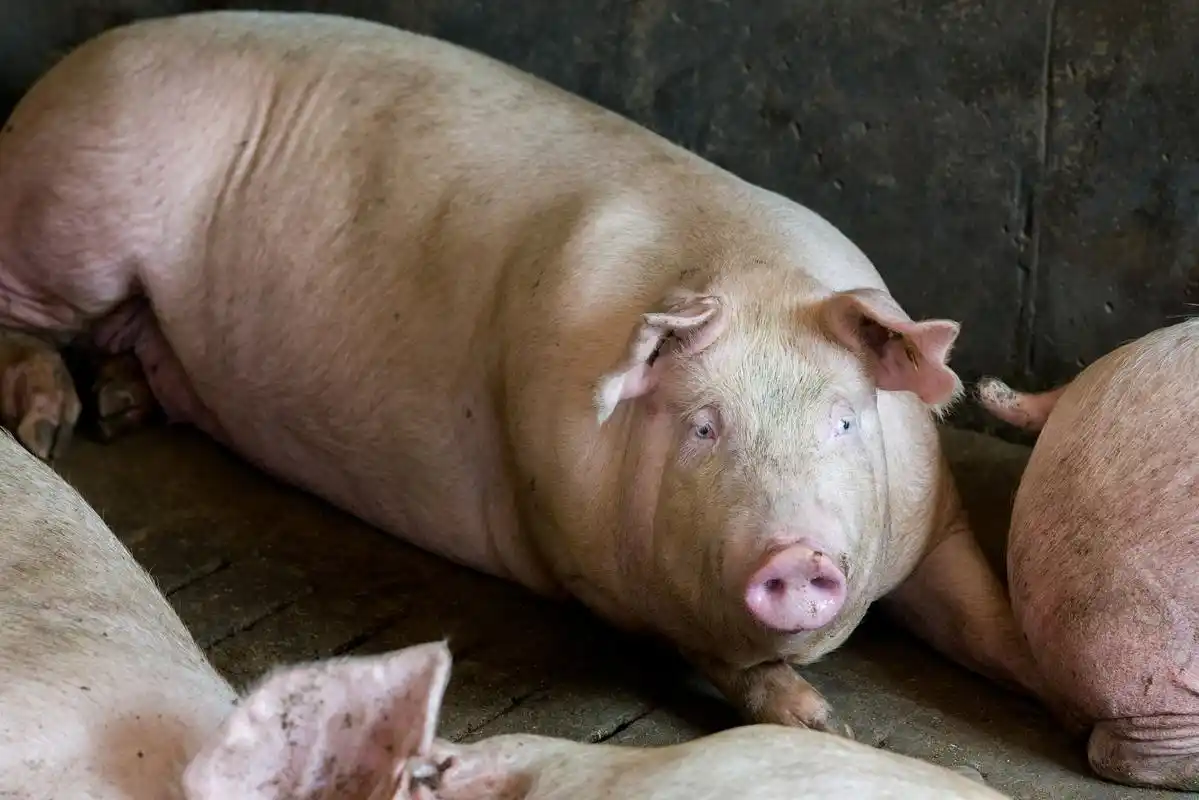 属猪的朋友们,历来都是社交场合中的佼佼者.