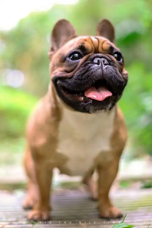 宠物摄影法国斗牛犬