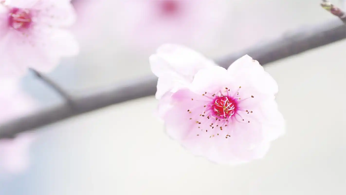 梦幻唯美的文艺范梅花桌面壁纸下载