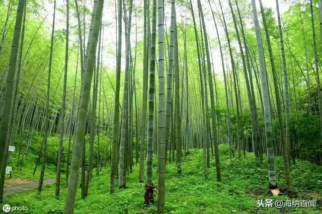 中国毛竹之乡在哪里