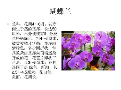 花卉植物介绍ppt