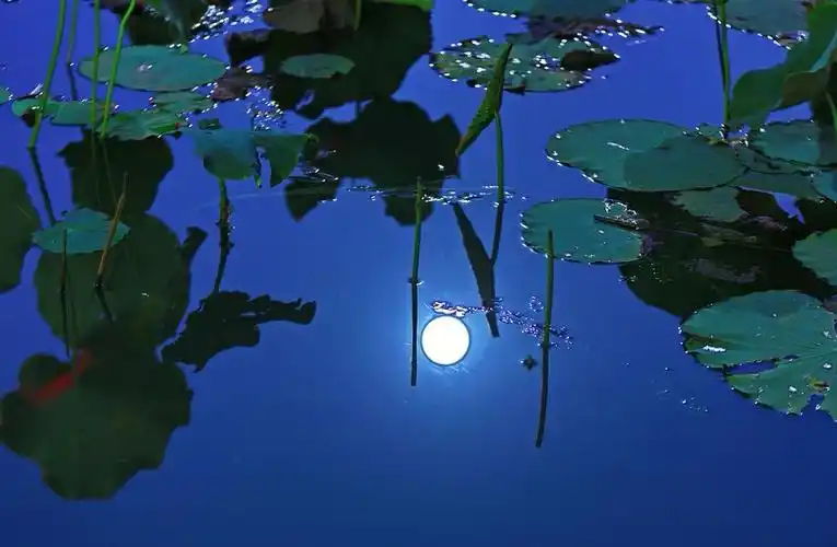 其一 多情最是荷塘月,美景盈盈耀眼前.