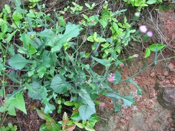 肠炎腹泻总是拉肚子农村的野草还肠胃健康