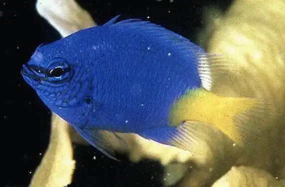 1,蝶鱼2,小丑鱼3,泰国斗鱼4,神仙鱼5,蓝魔鬼鱼6,龙鱼7,地图鱼8,鹦鹉鱼