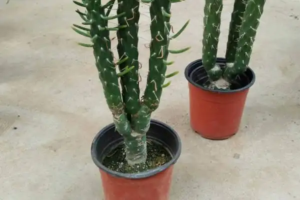 龙骨花的风水作用,龙骨花放在哪里最旺财_综合文献_心宇常识百科