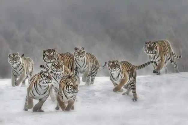 科学的分析谁赢谁输|食肉动物|非洲狮|老虎_网易订阅