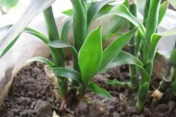 巴西竹的养殖方法巴西竹怎么种植附种巴西竹方法技巧