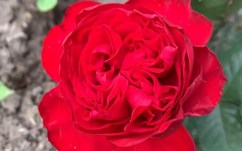 红到失真的茶花女月季