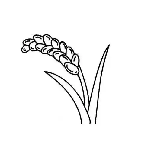 稻田简笔画 稻田简笔画彩色