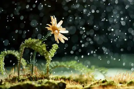 雨水落在花图片