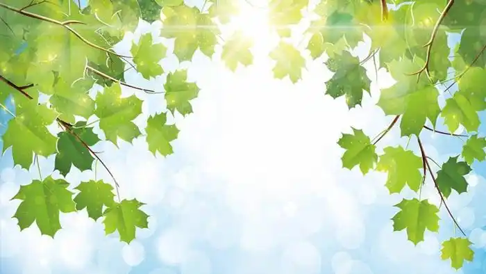 三张枫叶ppt背景图片