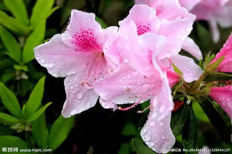 粉红色映山红图片