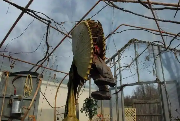 目前所知,最大肉食植物是马来王猪笼草,撑破天也只能捕食小型的哺乳