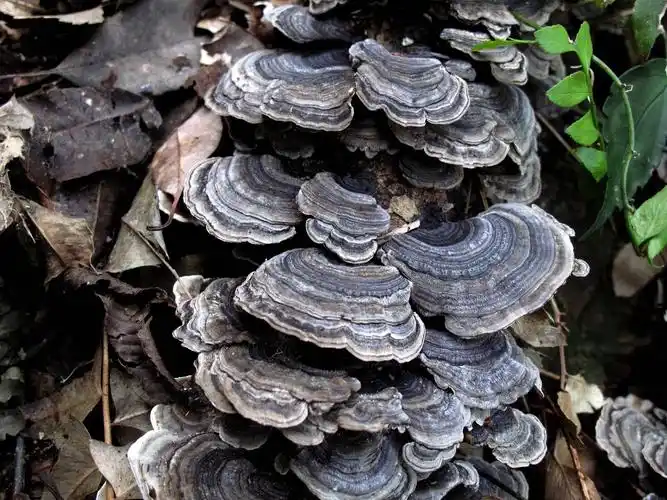 灵芝的图片大全(冬日在密林中) - 赤虎壹号