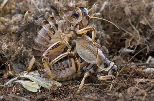 图为正在交尾的蟋蟀