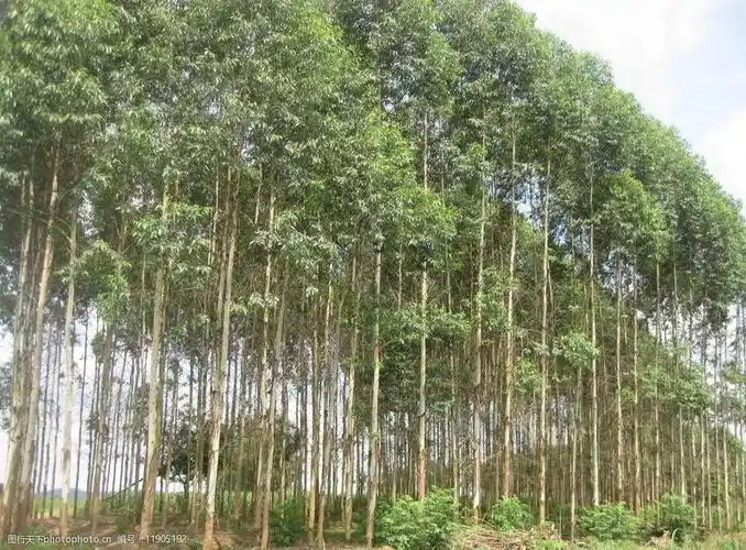 桉树林图片