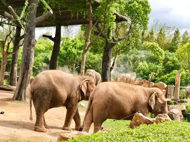 魔都游13～～上海野生动物园