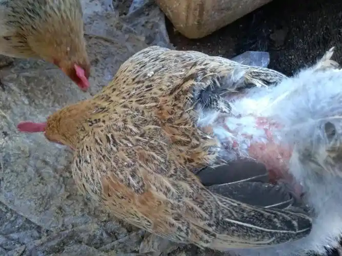 老师好这只鸡总是这个位置掉毛是什么原因啊整个鸡圈10多只就它这样