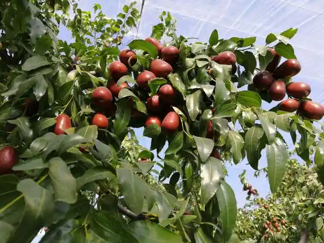 山西省太谷县小白乡东里村枣树回访