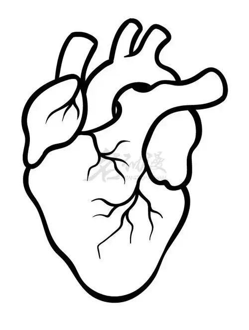 人体器官心脏如何画初学者画心脏教程