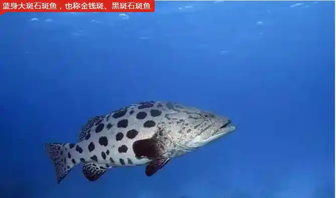 宝石石斑鱼,俗名流氓格仔,糯米格,宝石斑鱼9.